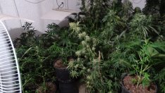 Задържаните за наркопроизводтсво в Добричко остават в ареста