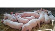 Отрицателни са резултатите от пробите за АЧС от изхвърлените свине в река Янтра