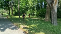 Продължава третирането срещу кърлежи на терени с обществено значение във Варна