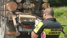 Арестуваха горски за кражба на дърва край Варна