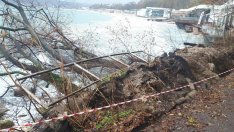 Дърво рухна на крайбрежната алея във Варна