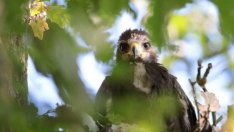 От Крушари до Танзания: Българското орле Илия прекоси 12 държави
