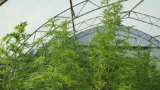 Спецакция: Откриха наркооранжерия в Каварна