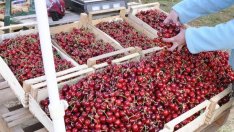 50-60 лв./кг за български череши