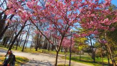 Режат опасни дървета в Морската градина на Варна