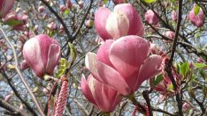 Първа пролет идва с дъжд и сняг