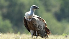 Откритите мъртви лешояди са били отровени  
