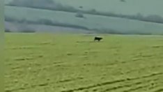 Видели шуменската пантера край Ловеч?