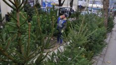 Горските пускат близо 1500 елхи в Североизтока за празниците