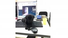 Шефовете няма да могат да ни притесняват по телефона след работно време