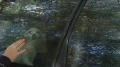 Варненски абсурд: Отглеждат кучета в изоставен автомобил (ВИДЕО)