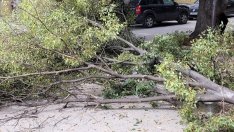 Паднали клони и дървета във Варненско след изминалата нощ