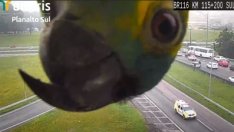 Я да видим какво ли е това? Папагал погна камера на КАТ. Култово ВИДЕО