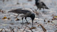 Ледена епоха в България, но от вторник - взривно затопляне