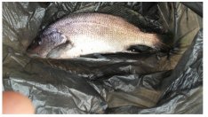 Редки риби изпревариха сафрида край Варна