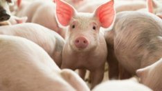 БАБХ пресече онлайн продажба на прасета