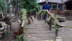 Зоопаркът приема коледни елхички за храна на животните