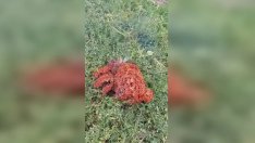 Мистерията е разкрита! Стана ясен произхода на червената маса от Якоруда