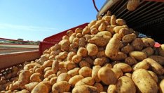 Земеделците се споразумяха с правителството, но не и производителите на картофи