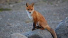 Лисици се настаниха в родопско село, избиха всички кокошки