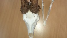 Рекламират лова край Варна пред унгарците