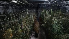 Разбиха още една наркооранжерия за "зелено" при акция "Бяло" във Варна