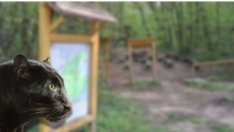 Оперативният щаб: Хищникът обикаля Шумен от седмици