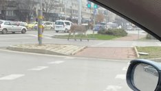 Магаре се разходи из Варна, стана хит в нета