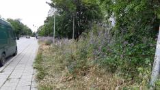 Варна заприлича на савана