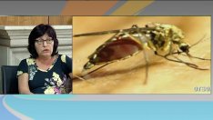 "Щрихи от утрото" (3.09.2018) - Варна „пламна“ от тигрови комари и бълхи