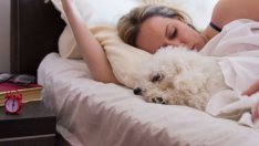 Половината кучкари спят с кучетата, вместо с половинките си 