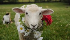 Какви обичаи и поверия да спазваме на Гергьовден?