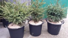 Горските определиха цените на живите елхички в Североизтока