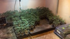 Съдят майка и син, производители и дилъри на трева във Варна