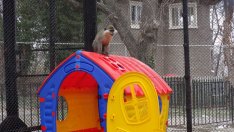 Зоопаркът с нови катерушки за маймуните