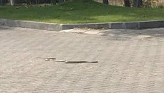 Змии пълзят из "Владисалвово"