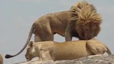 Под липите чифтосват царствената варненка Косара с напетия Симбанджи