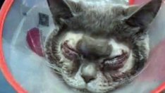 Жена даде 1000 долара за пластична операция на котката си