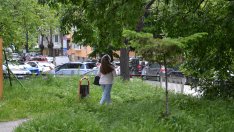 Обработват срещу вредители дърветата в централната част на Варна