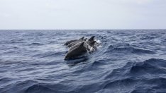 Защитени видове делфини са открити в Черно море