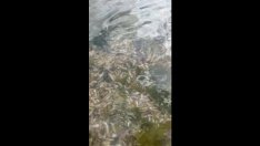 Откриха голямо количество мъртва риба във Варненското езеро