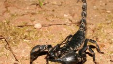 Затвориха испански плаж заради скорпиони