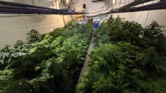 Варненските криминалисти разбиха 5 оранжерии за канабис(Снимки)