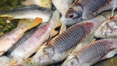 С около 30% - 40 % е намалял уловът на риба 