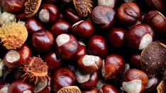 Ще остане ли Европа без кестени?