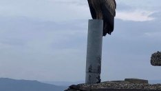 Белоглав лешояд зарадва Казанлък