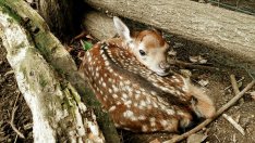 Зоопаркът във Варна закъса за фураж