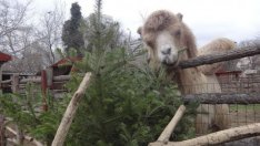 Варненският зоопарк с призив към гражданите