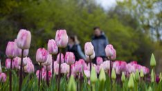 50 000 лалетата разцъфват в Екопарк-Варна