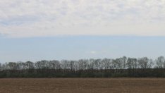 Горското започва санитарна сеч на полезащитните пояси в Добруджа